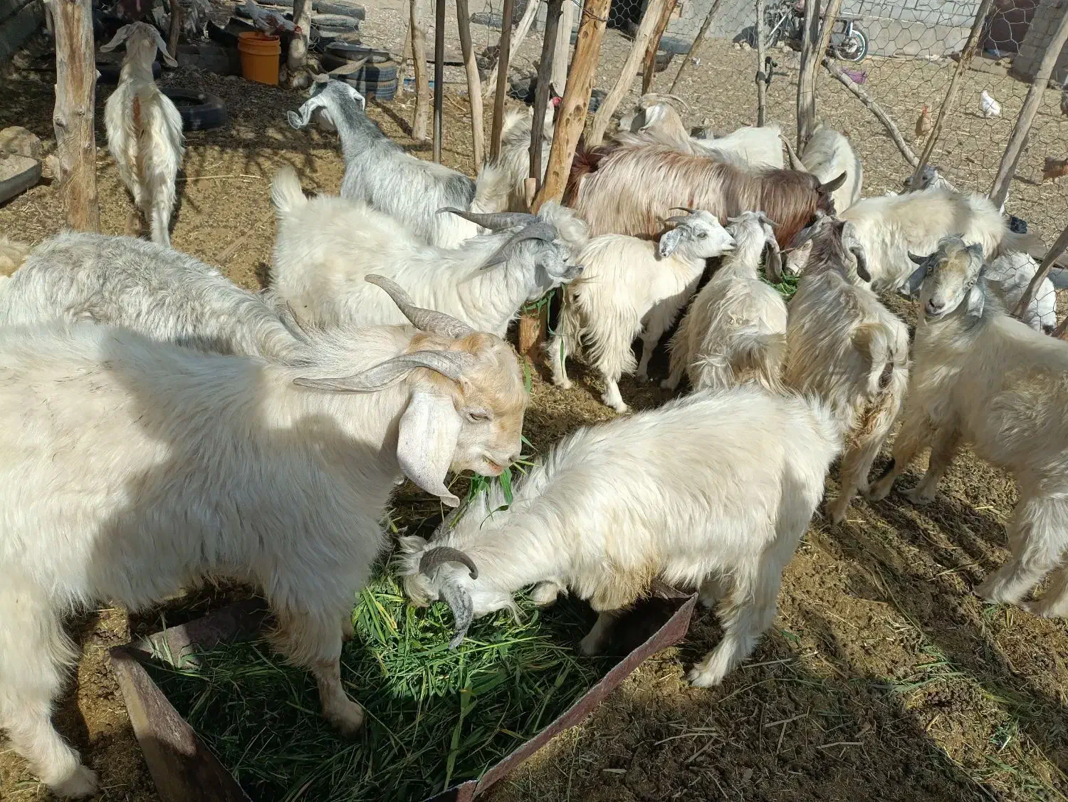 گوسفند فروشی|حیوانات مزرعه|ارزوئیه, |دیوار