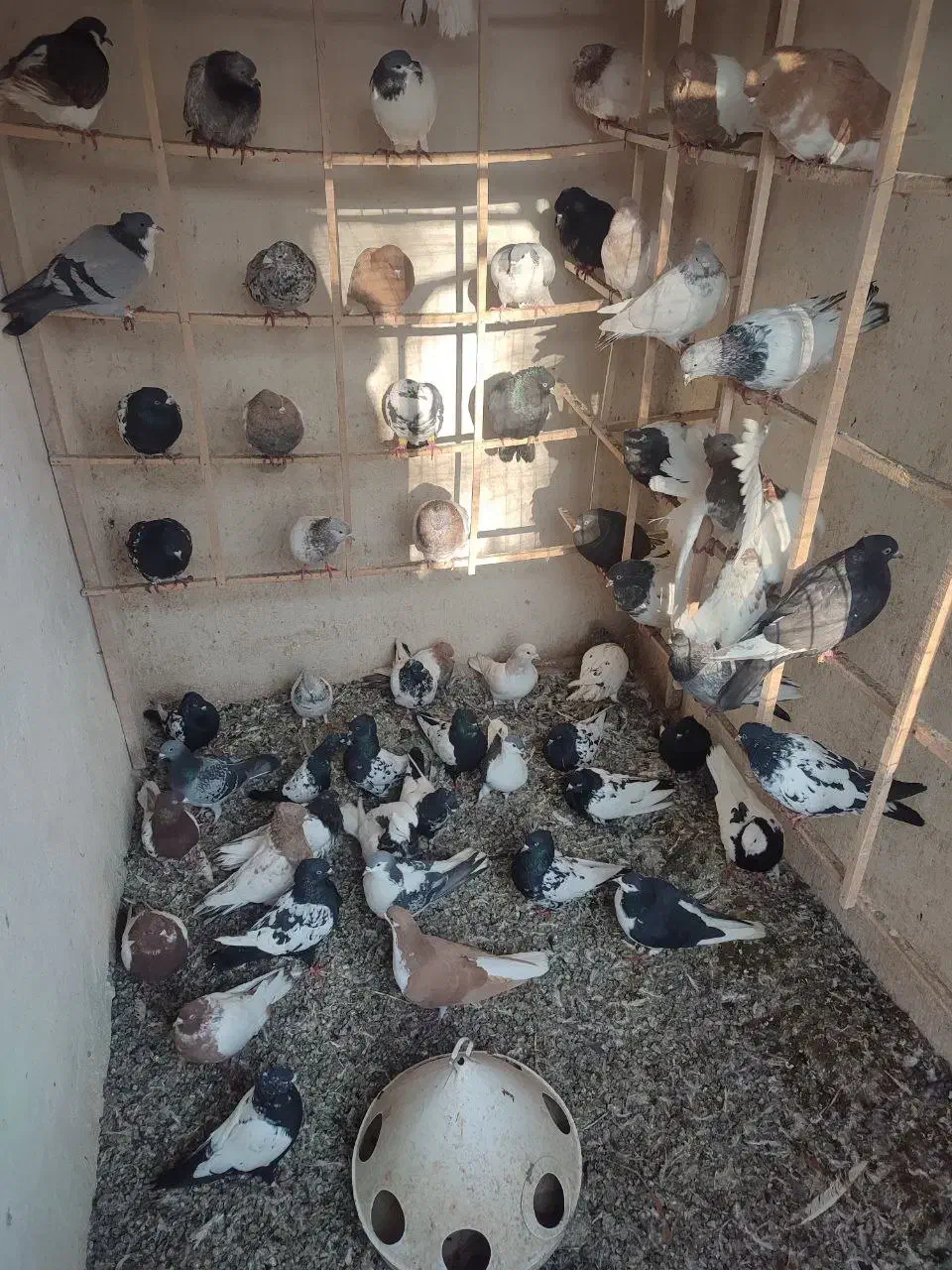 کبوتر رنگی|پرنده|هشتگرد, سعید آباد|دیوار