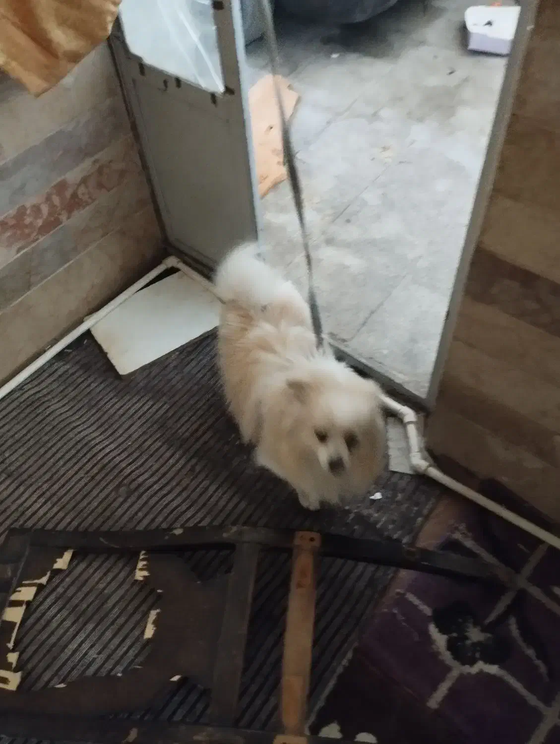 سگ اشمیت|سگ|کرمان, |دیوار