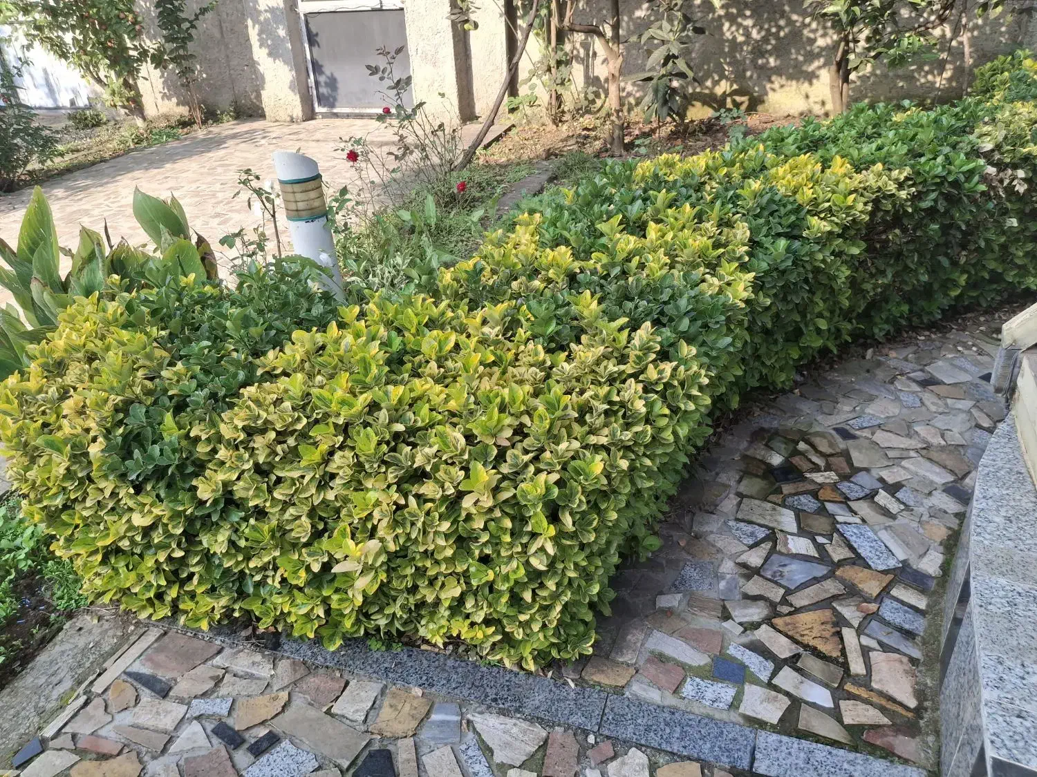 شمشاد طلایی و سبز|گل و گیاه طبیعی|املش, |دیوار