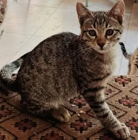 واگذاری گربه فقط با تعهد|گربه|تهران, درکه|دیوار