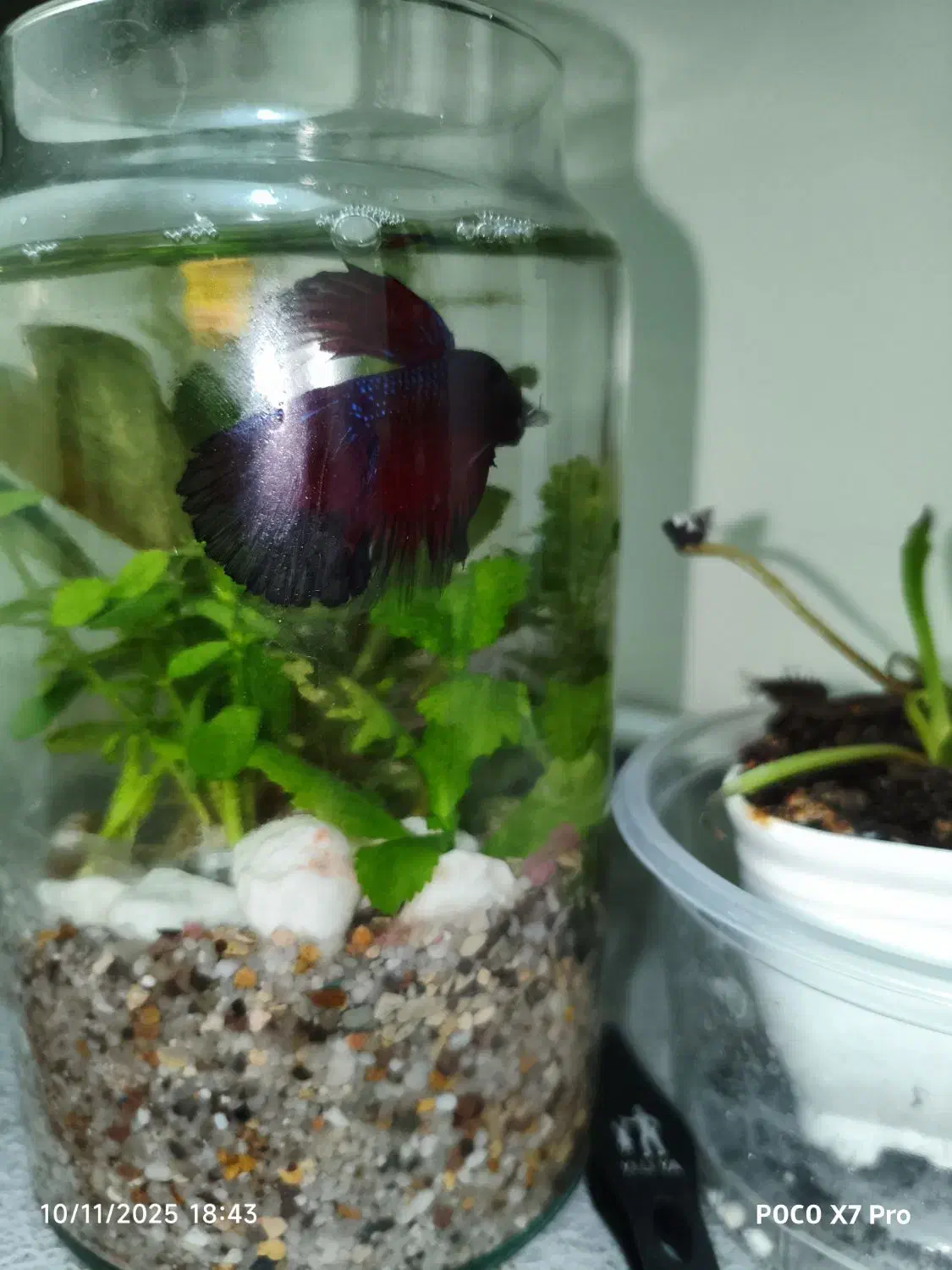 ماهی فایتر . تنگ به همراه گیاه طبیعی (پلنت)|ماهی|قم, چهل درخت‎|دیوار