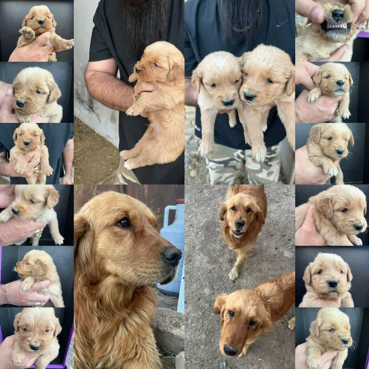 دارچینی goldan|سگ|تهران, اوقاف|دیوار