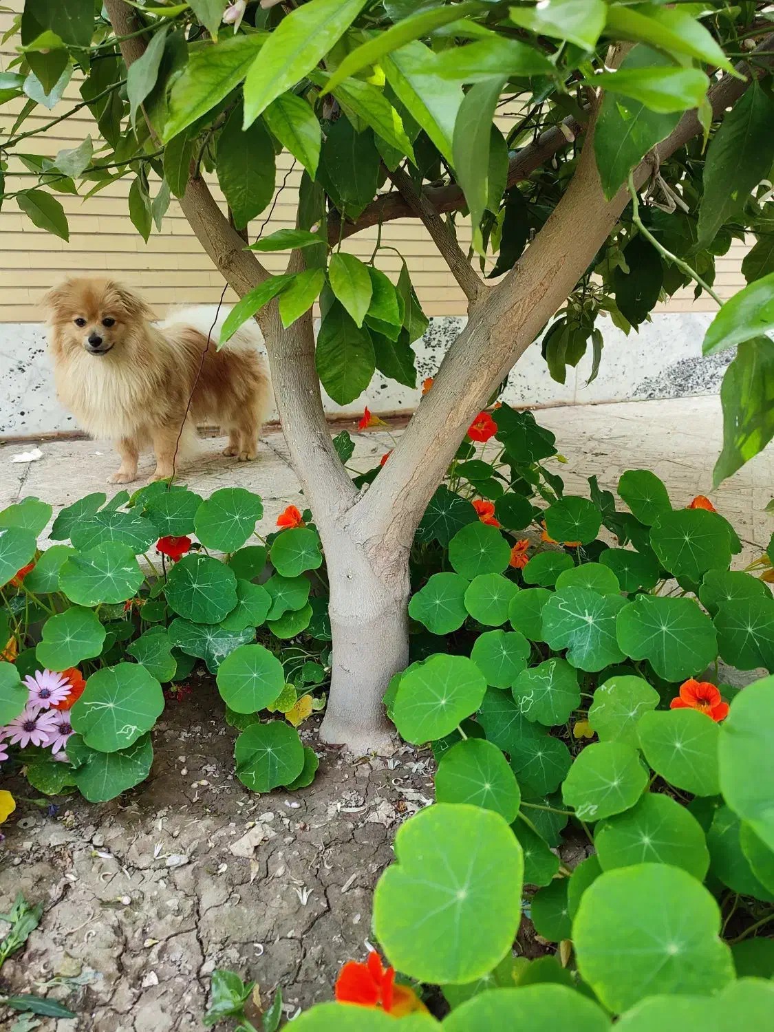 گمشده|حیوانات|اصفهان, کوی ولی عصر|دیوار