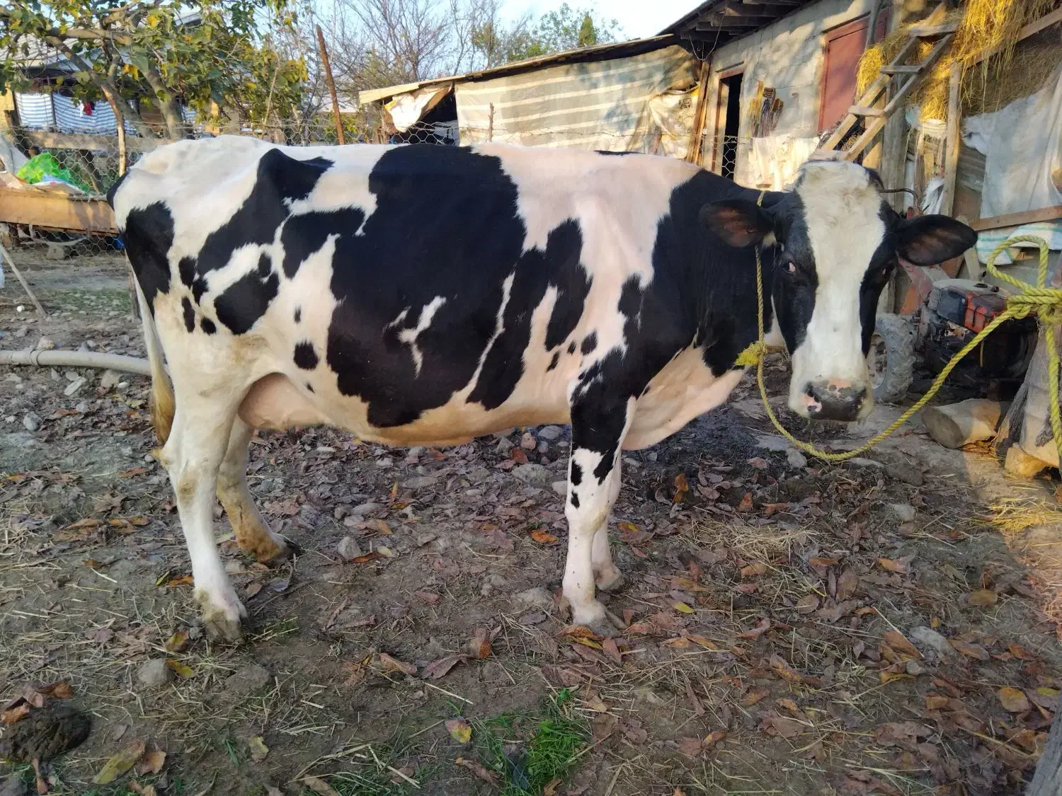 گاو هلشتین شیری  آمریکایی|حیوانات مزرعه|شاندرمن, |دیوار