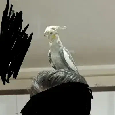 عروس هلندی|پرنده|هندیجان, |دیوار