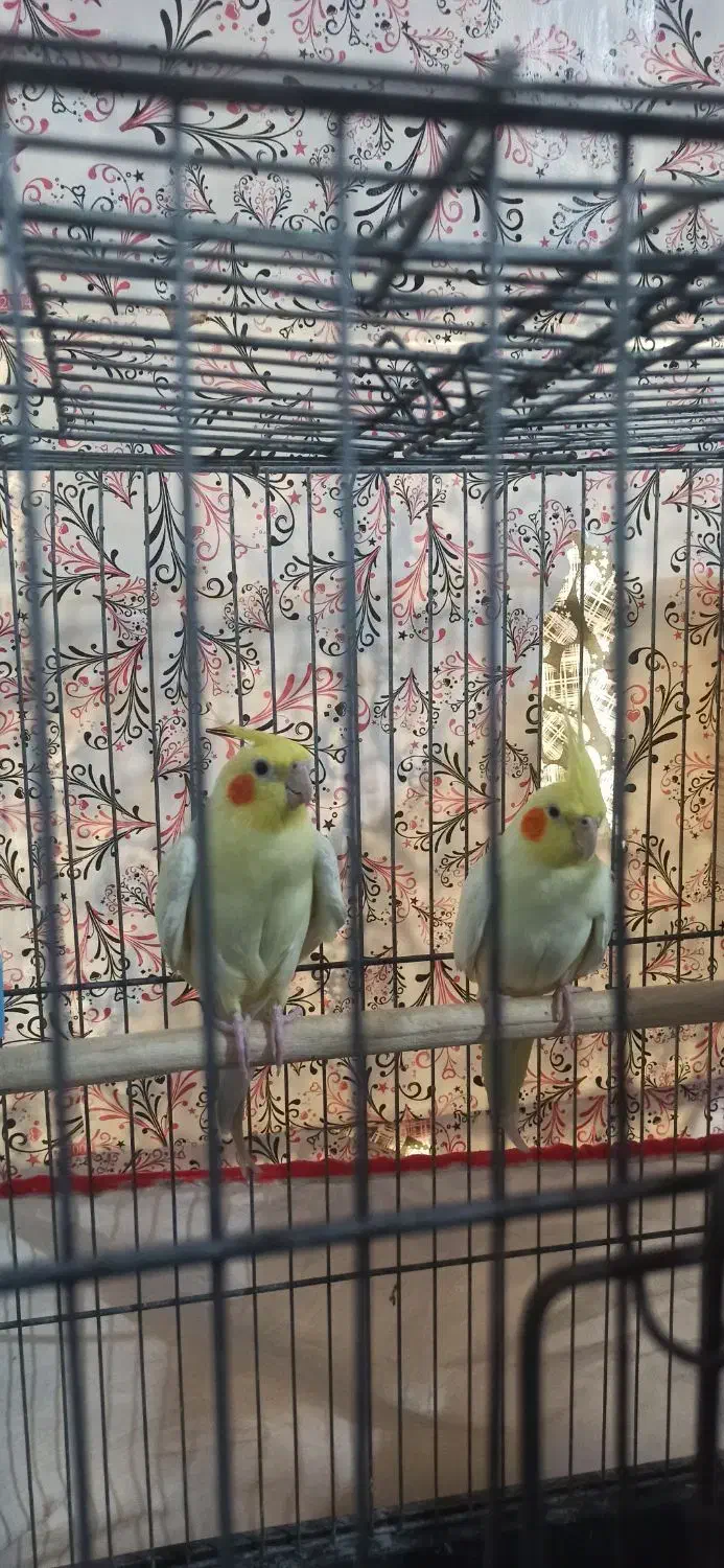 عروس هلندی لوتینو مولد|پرنده|بندرلنگه, |دیوار