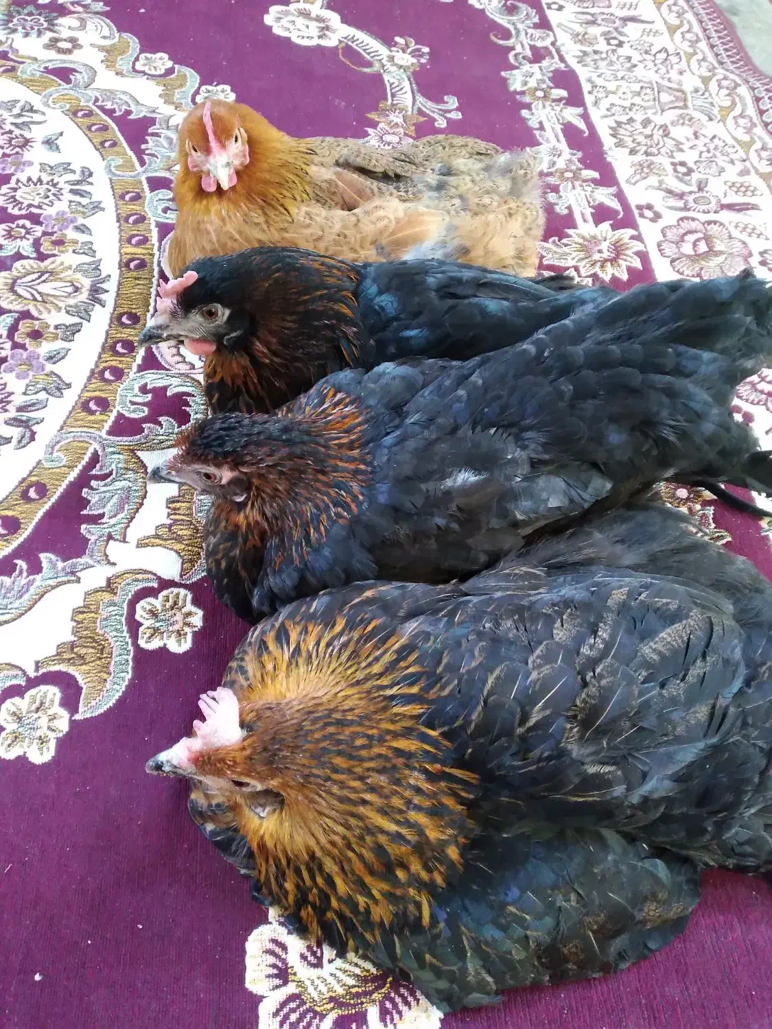 مرغ خانگی|حیوانات مزرعه|جلین, |دیوار