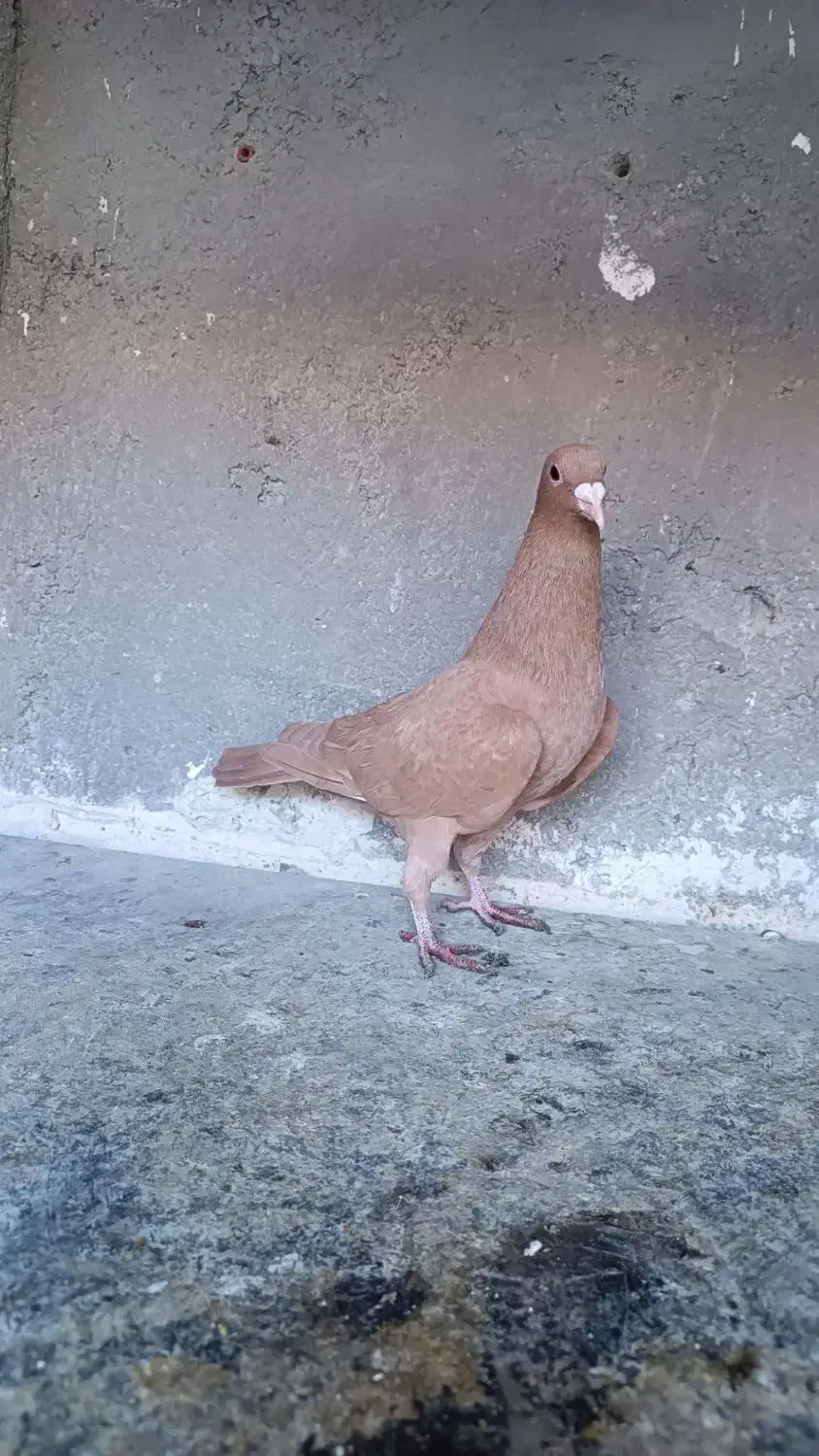 کبوتر|پرنده|تربت‌حیدریه, کلاته توکلی|دیوار