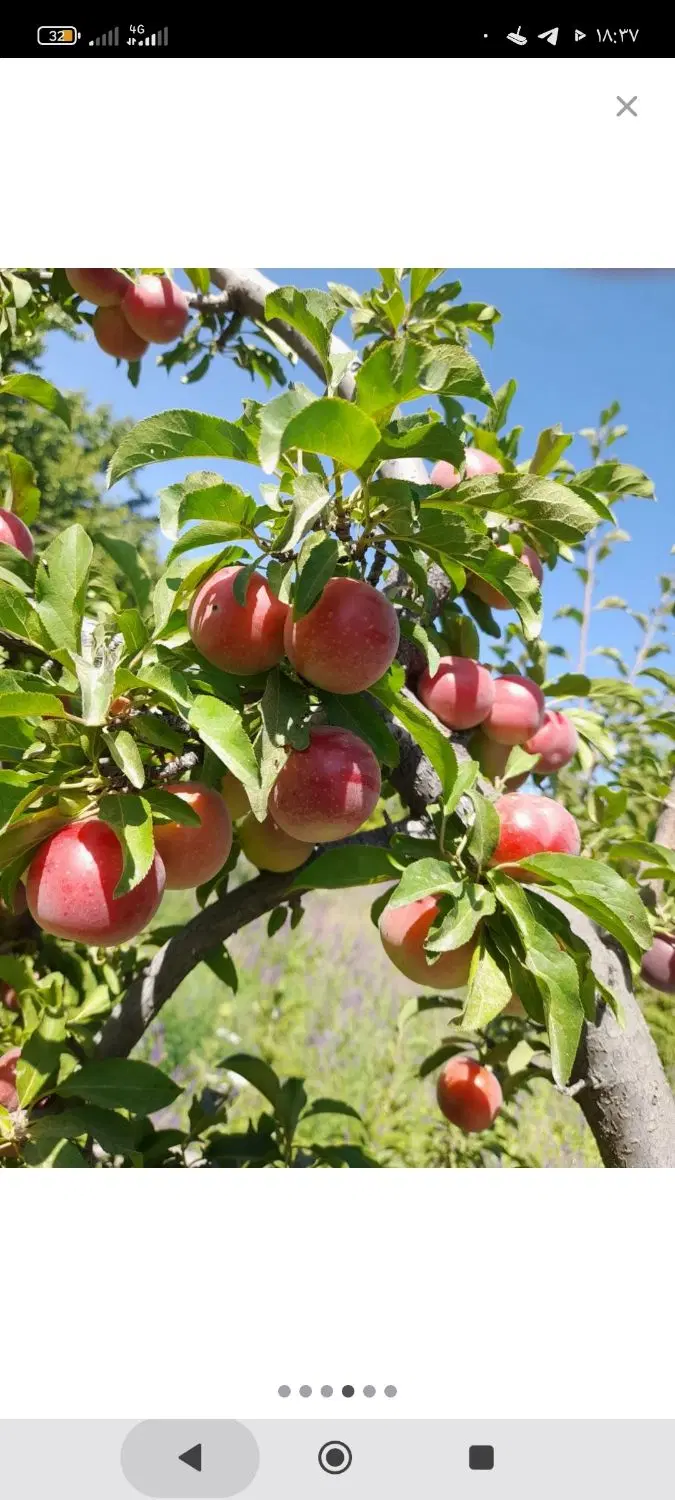 فروش عمده گردو بادام پسته نهال ژنوتیپ برتر|خدمات باغبانی و درختکاری|همدان, |دیوار
