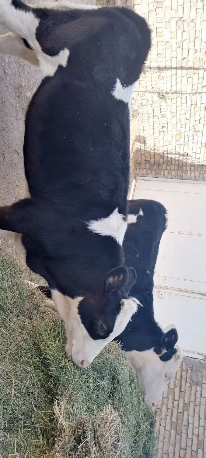 گوساله ماده سیمنتال|حیوانات مزرعه|قیدار, |دیوار