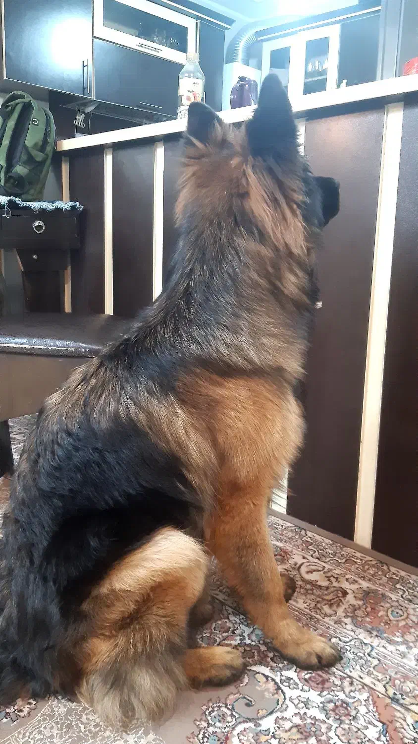 سگ ژرمن گمشده|سگ|شیراز, شهرک بزین|دیوار