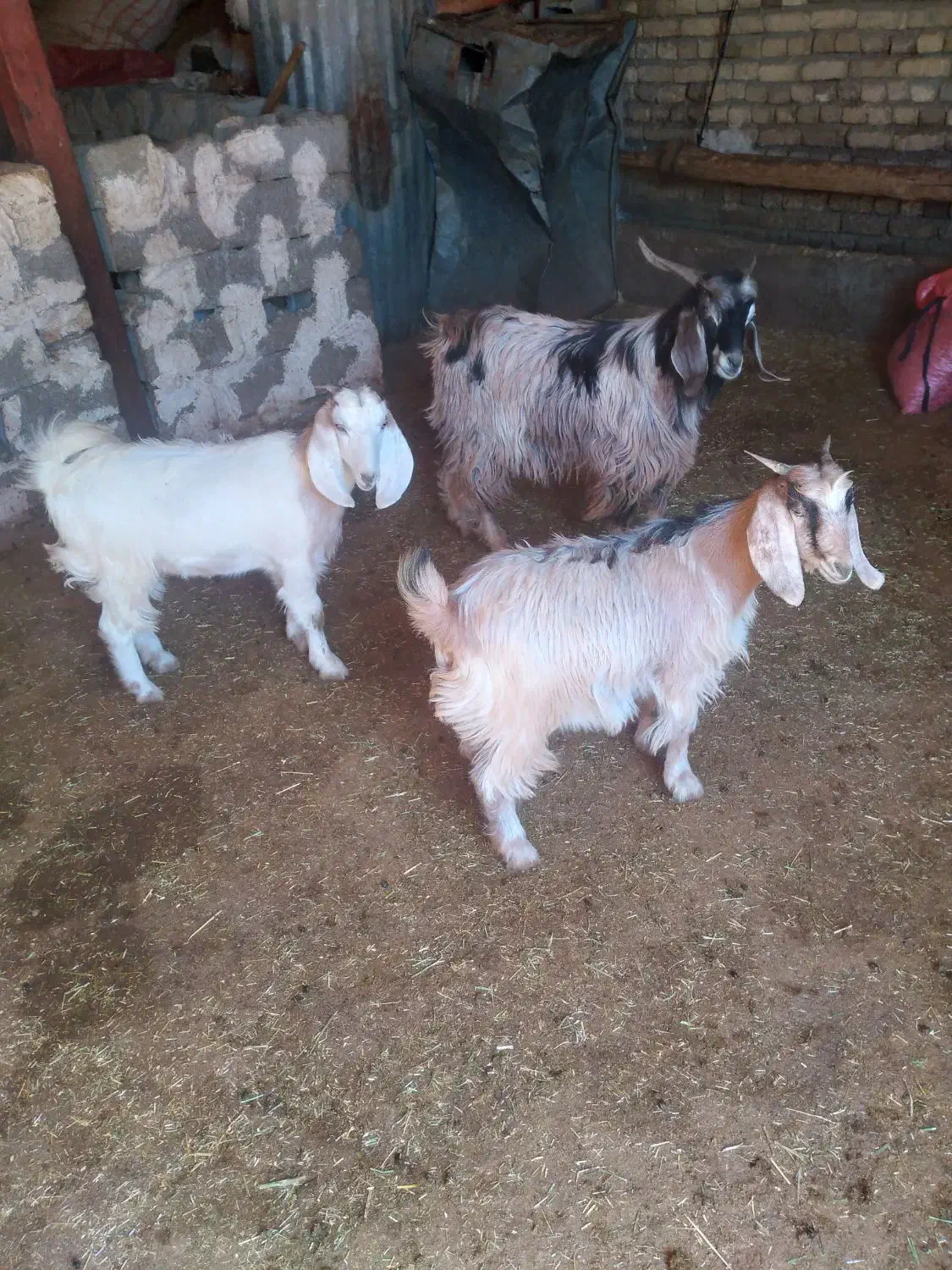 بزغاله|حیوانات مزرعه|بیرانوند, |دیوار