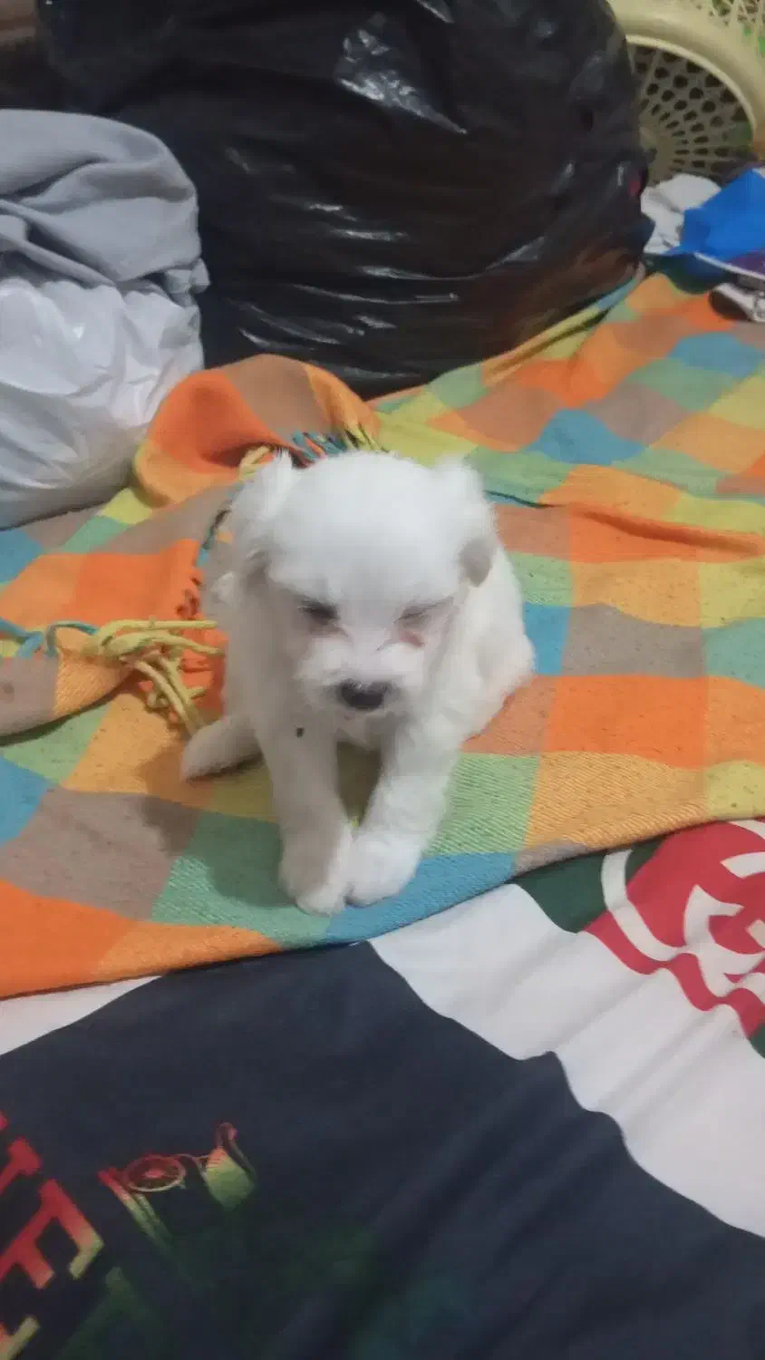 واگذاری تول شیتزو|سگ|آبادان, |دیوار