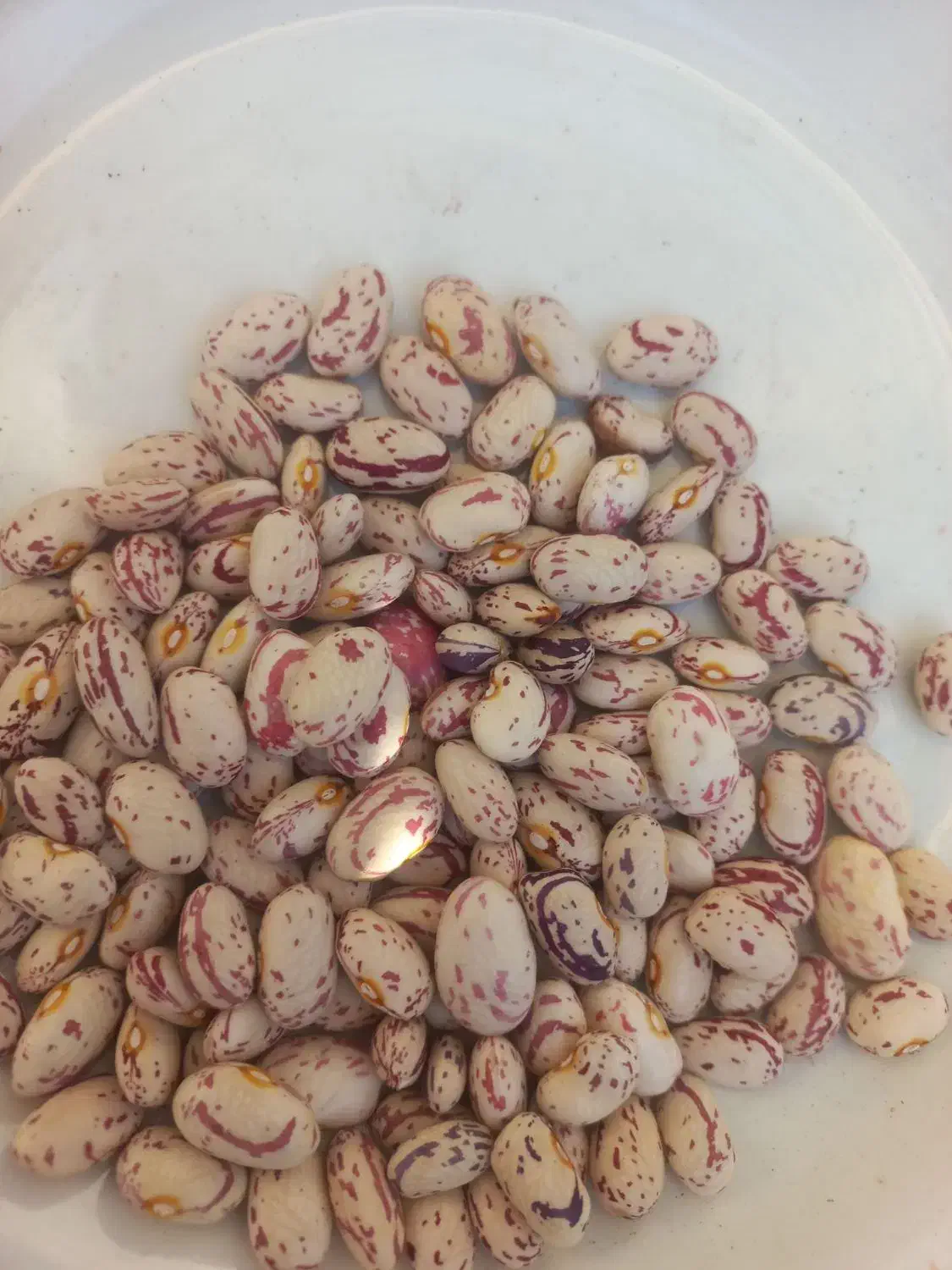 لوبیا چیتی زود پز محصول امسال|عمده‌فروشی|بهارستان, |دیوار