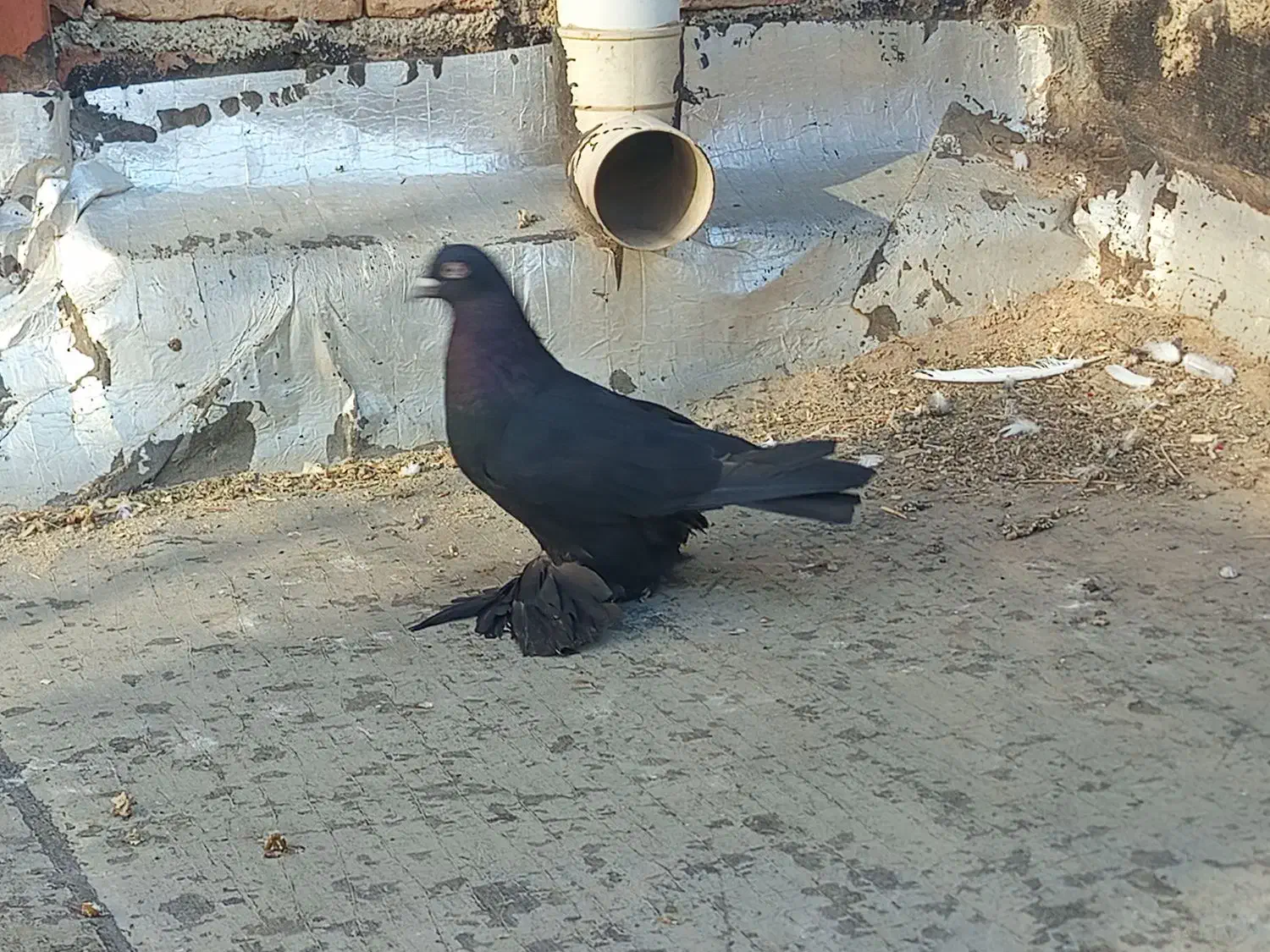 یک عدد قره اغ گوز نر|پرنده|اهر, |دیوار