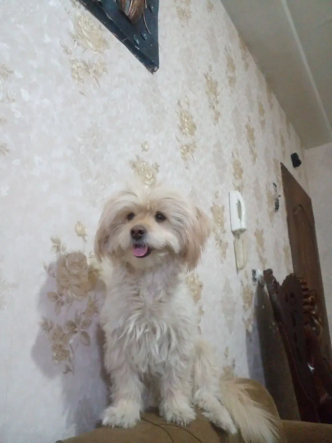 واگذاری غیر رایگان مادر و دختر|سگ|بومهن, |دیوار