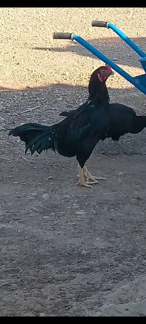 مرغ و خروس لاری|حیوانات مزرعه|اندیمشک, |دیوار