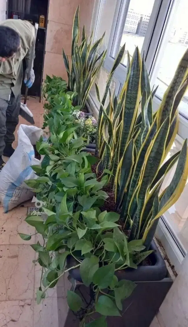 باغبانی کاشت باغچه گل و گیاه تعویض خاک گلدان درمحل|خدمات باغبانی و درختکاری|تهران, جهاد|دیوار