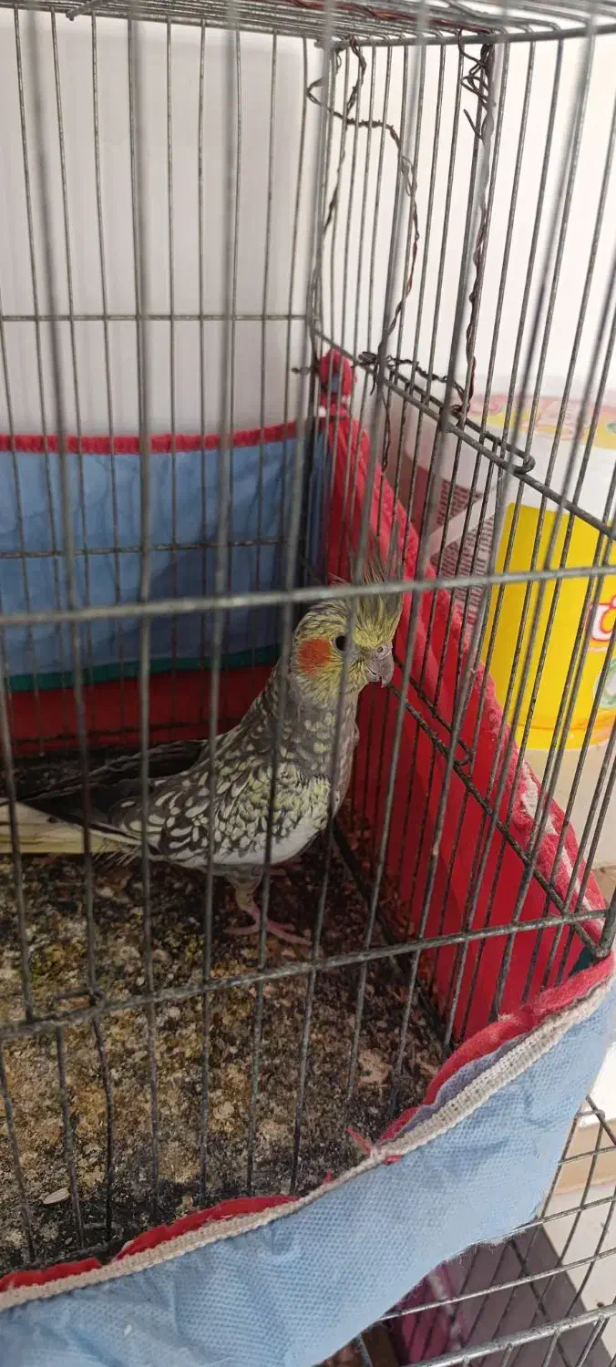 عروس هلندی ماده|پرنده|قم, ولیعصر|دیوار