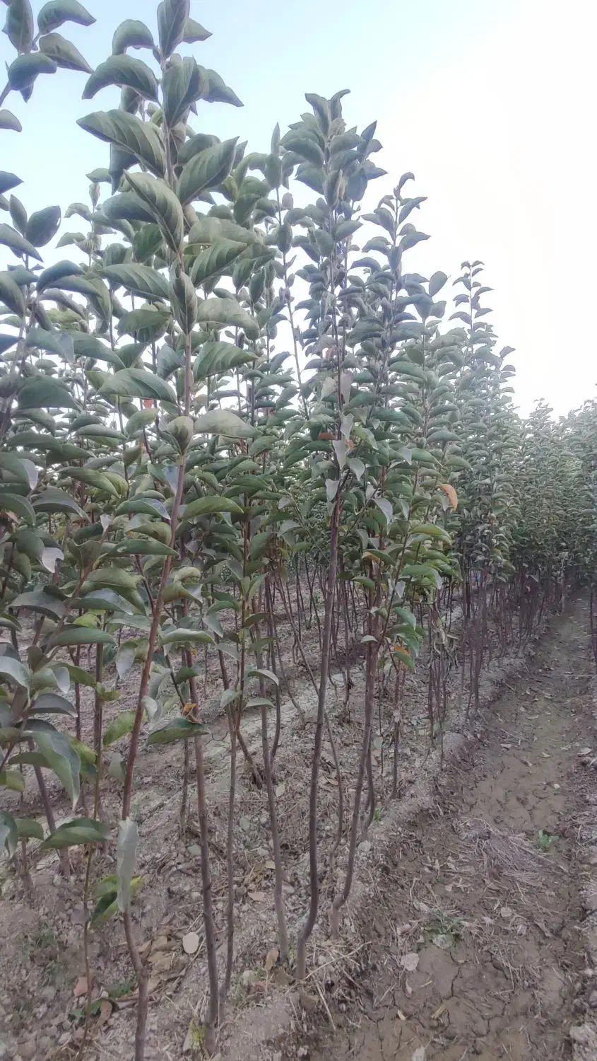 نهال دو ساله خرمالو|خدمات باغبانی و درختکاری|چهارباغ, |دیوار