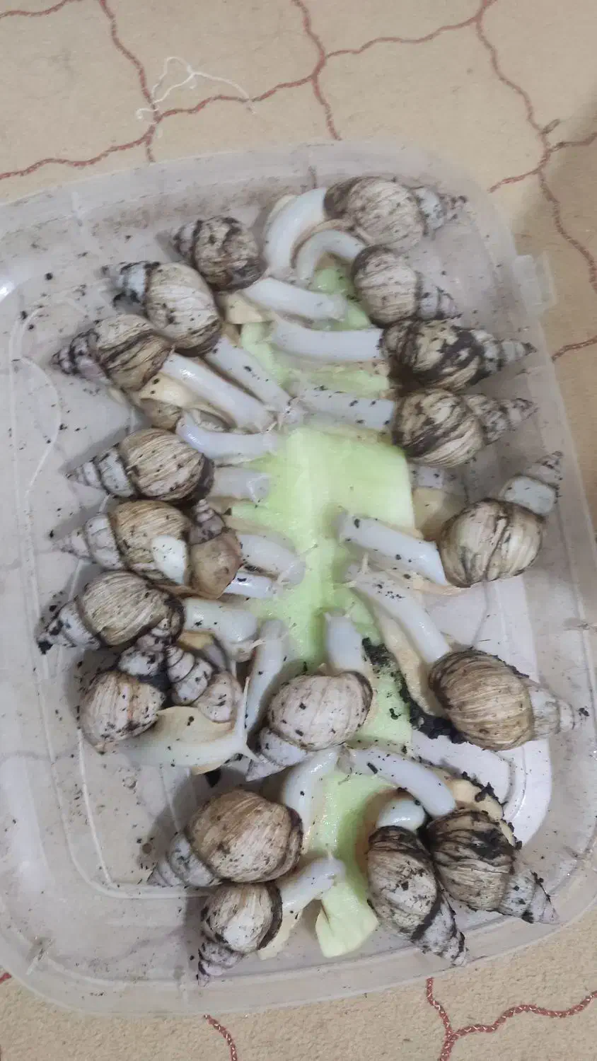 کار خانگی پرورش حلزون واگذار میشود|خزنده|بجنورد, |دیوار