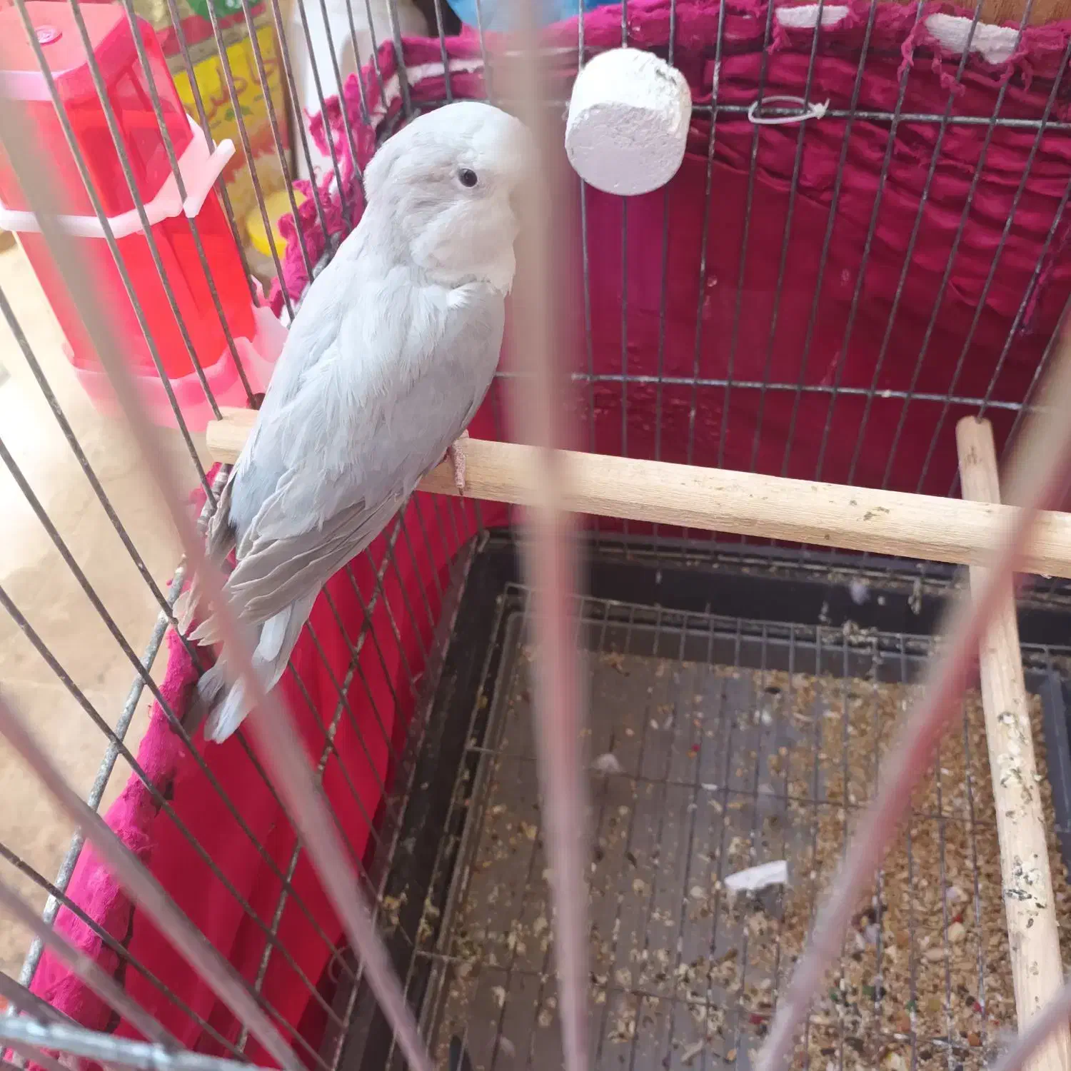 راهب ماده سیلور رنگ خاص|پرنده|هشتگرد, شهرک راه آهن|دیوار