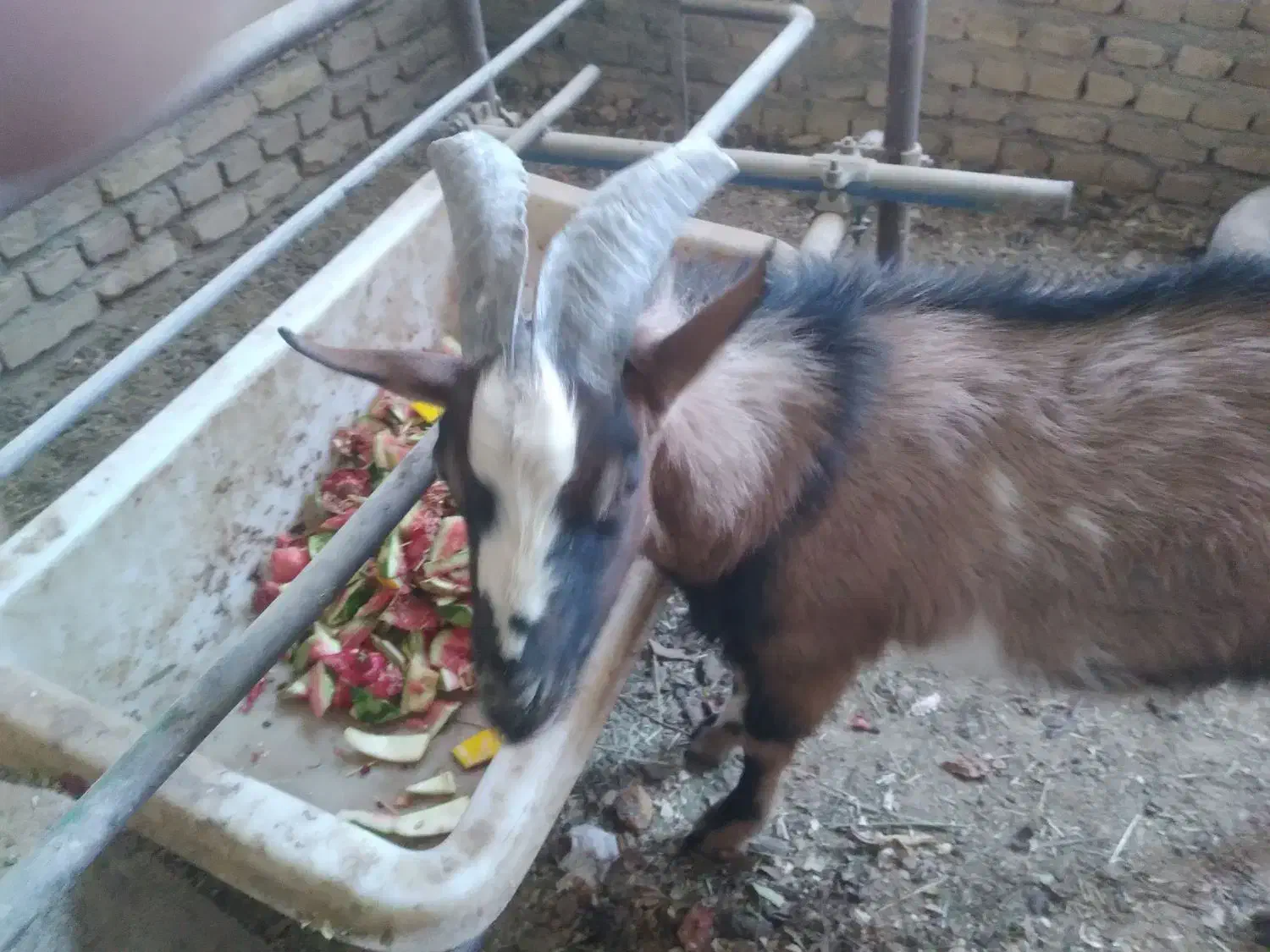 بره و کره نر|حیوانات مزرعه|یزد, |دیوار