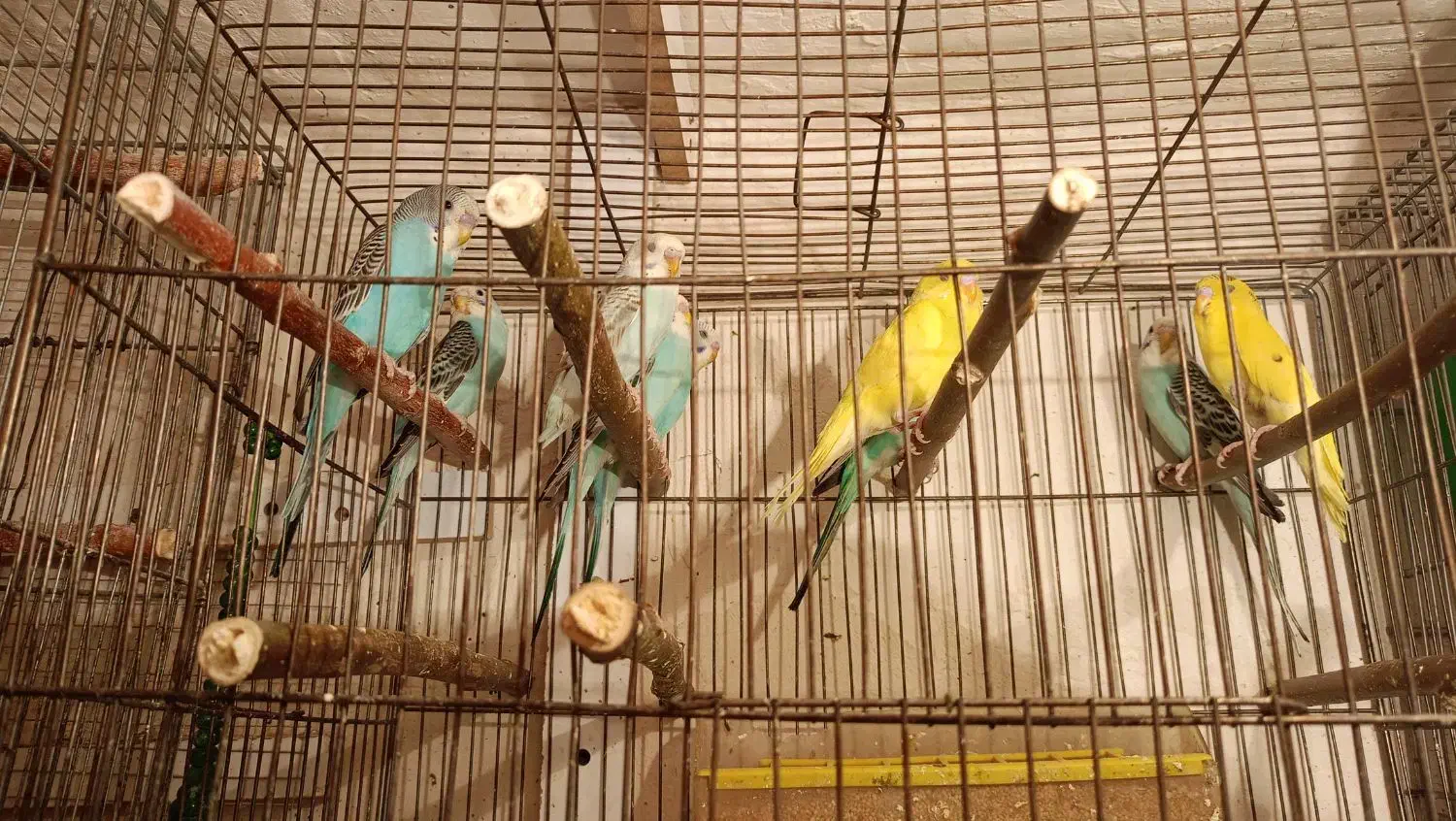 پرنده|پرنده|دهگلان, |دیوار