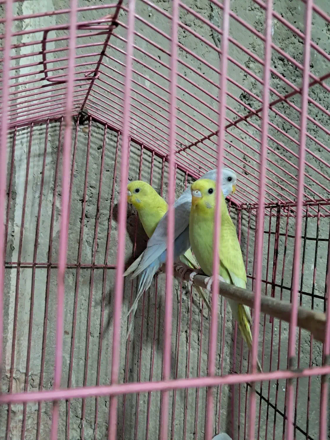 مرغ عشق|پرنده|بندر ماهشهر, |دیوار