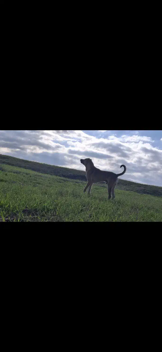 سگ نگهبان وگله|سگ|اردبیل, |دیوار