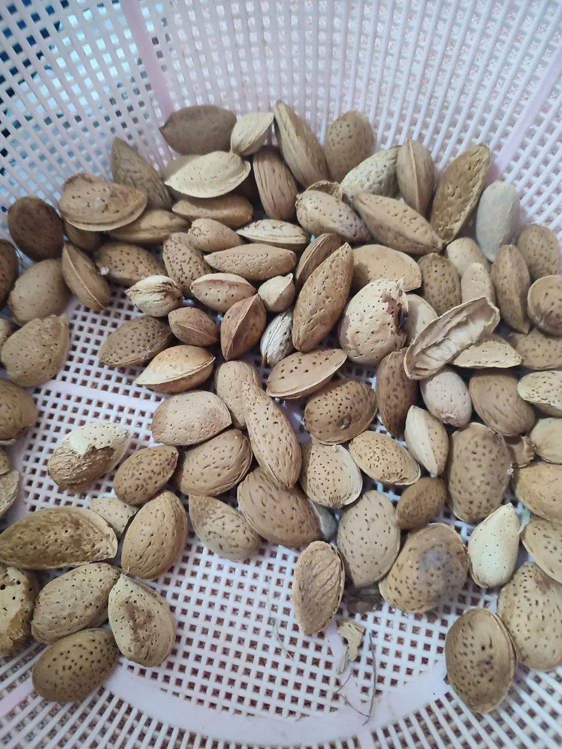 بادام درختی دیم|خوردنی و آشامیدنی|جوانرود, |دیوار