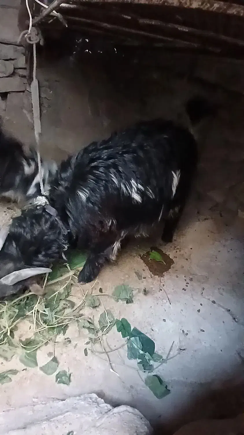 ۱ عدد بز سالم جوان برای کشتار و..تخفیف داردزیرقیمت|حیوانات مزرعه|مسجد سلیمان, |دیوار