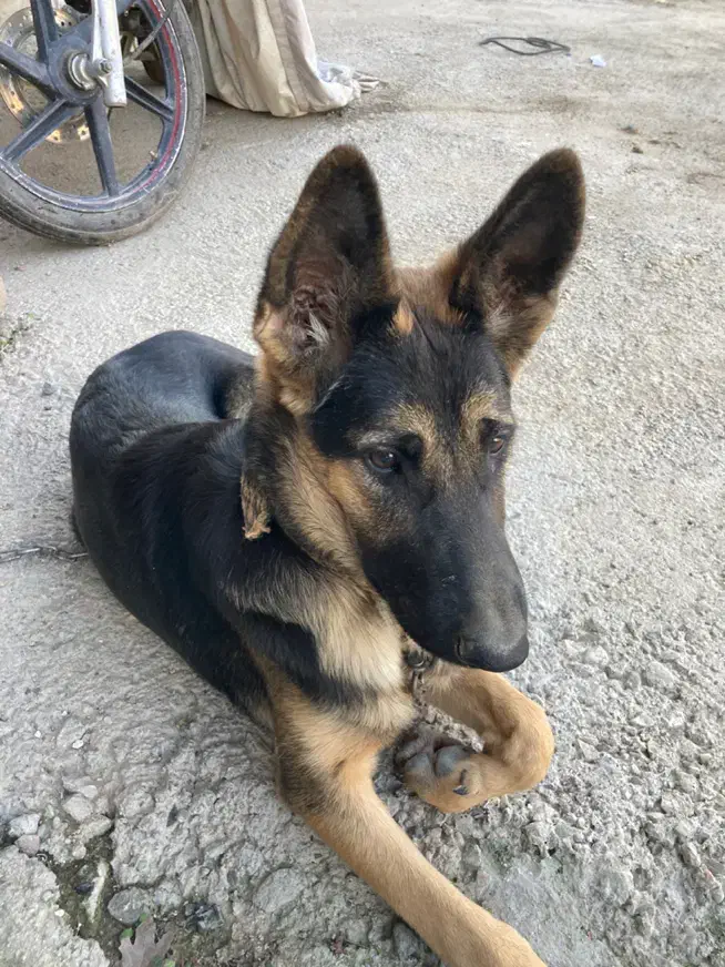 گم شده مژدگانی خوب میدم|حیوانات|گنبد کاووس, |دیوار