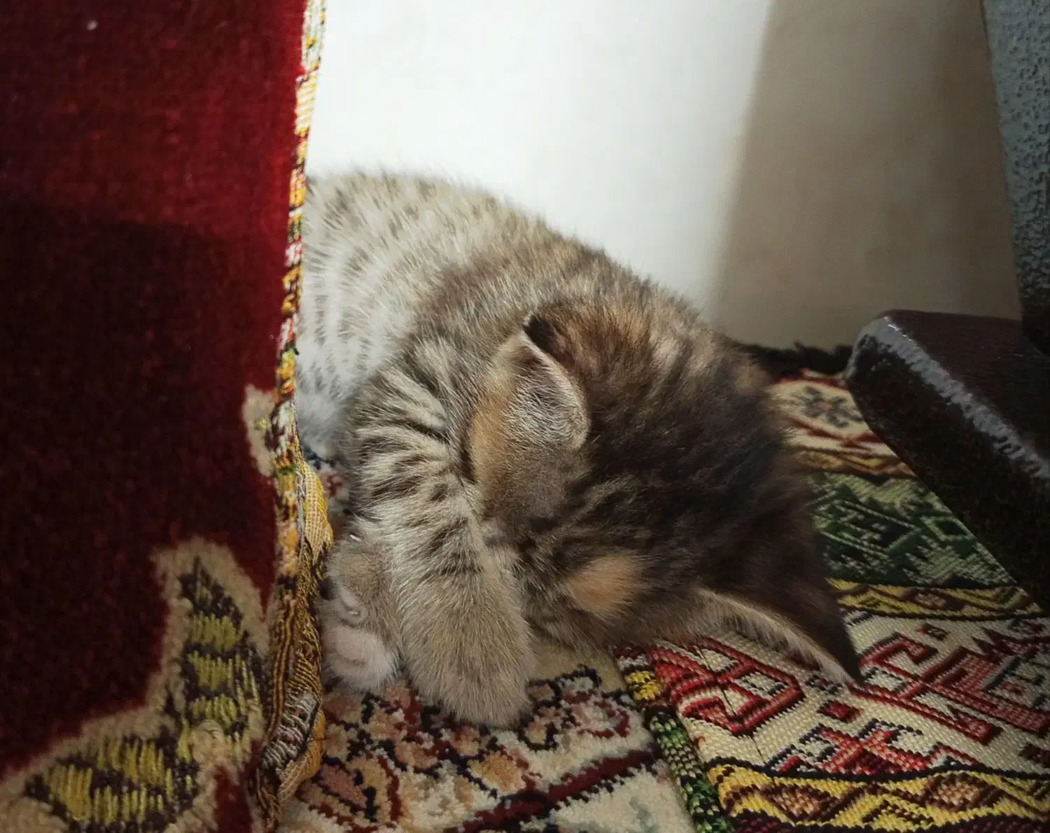 بچه گربه|گربه|پاکدشت, پاکدشت (مامازند)|دیوار