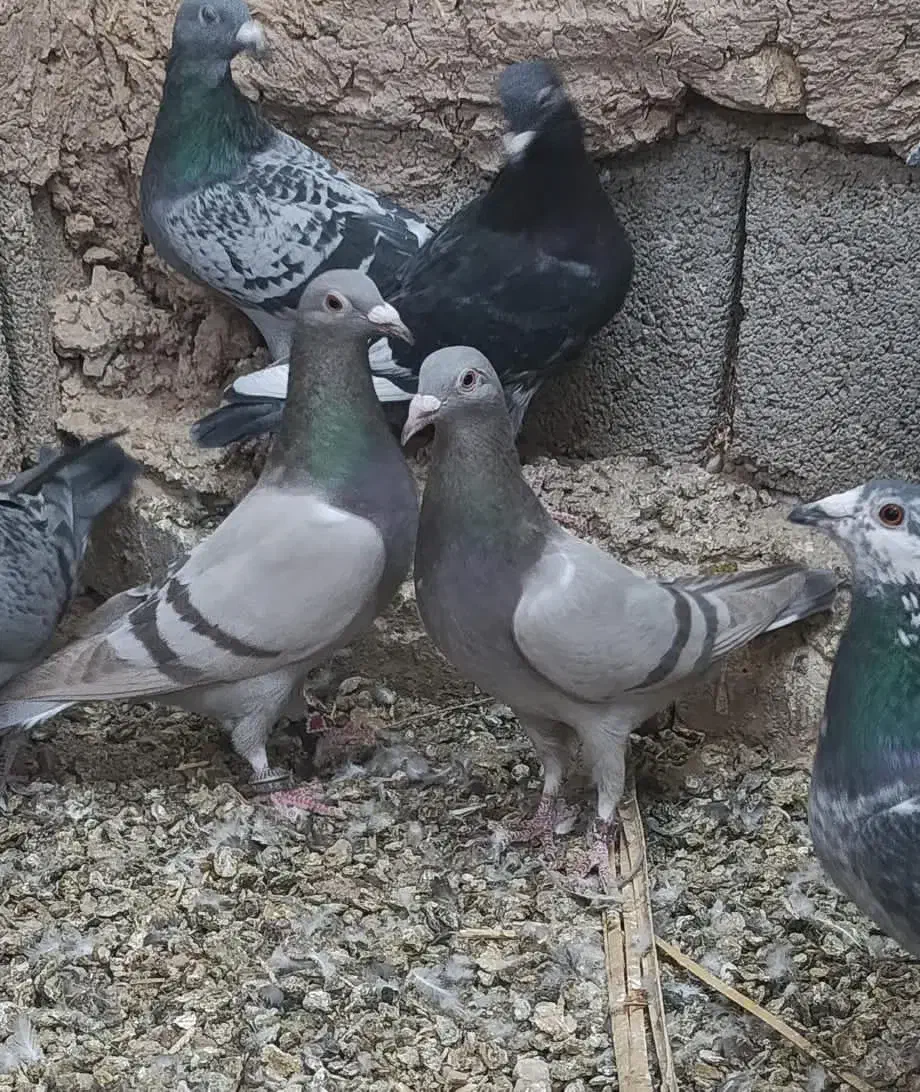 نروماده‌سوسنی پلاکی کفتر‌|پرنده|سیدان, |دیوار