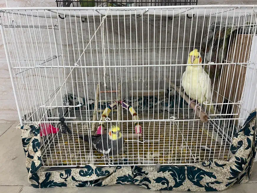 عروس هلندی|پرنده|کاشمر, |دیوار