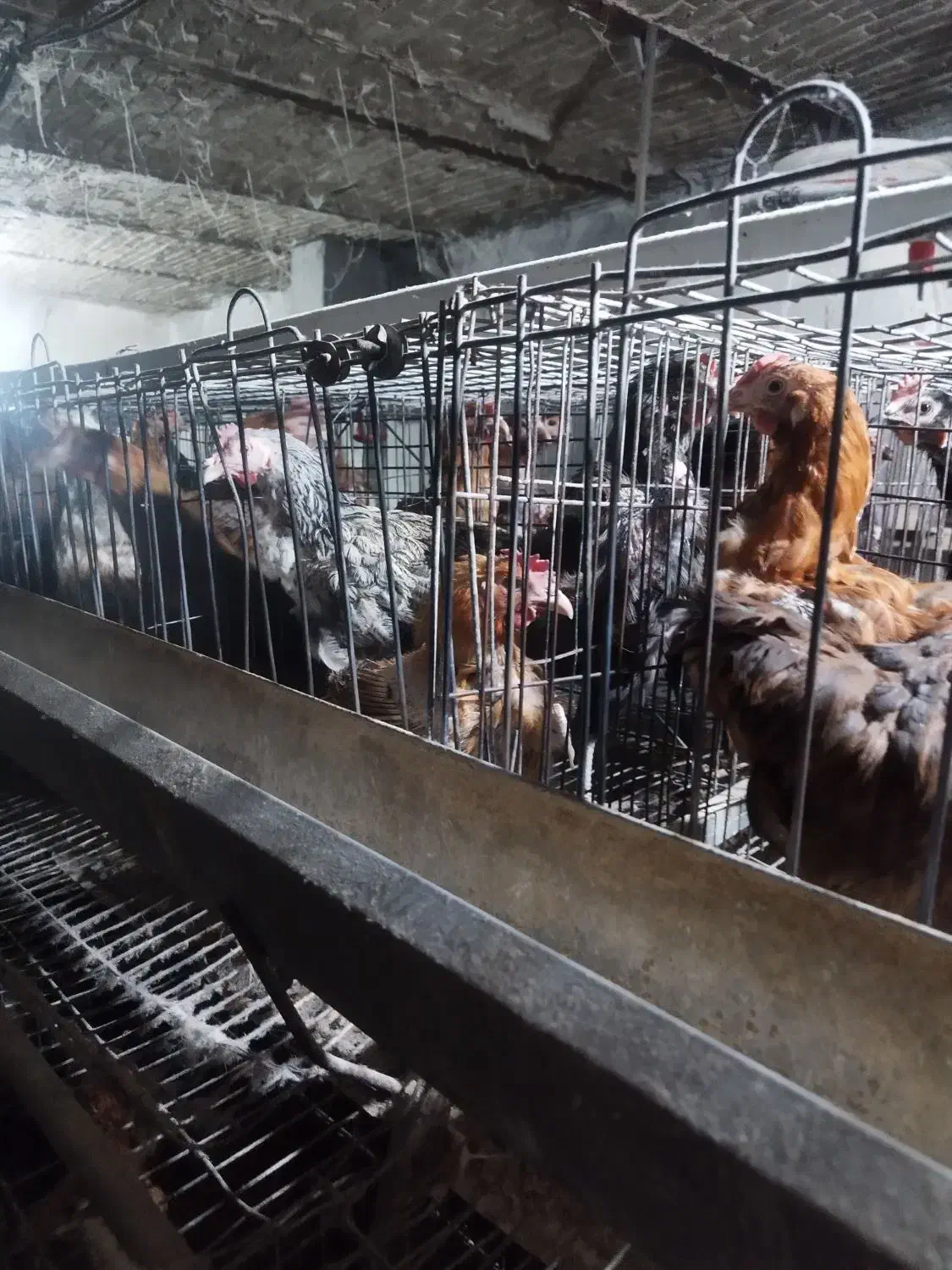 مرغ گلپایگان محلی|حیوانات مزرعه|مشهد, خرم آباد|دیوار