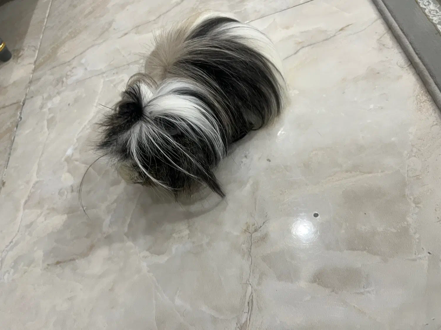 خوکچه هندی|موش و خرگوش|قدس, شهر‌قدس|دیوار