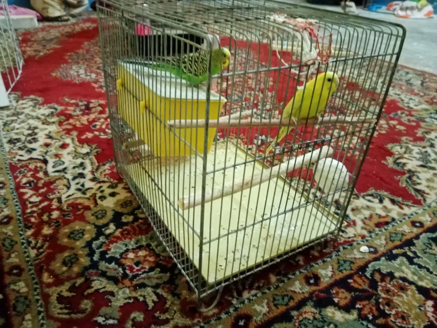 یک جفت مرغ عشق|پرنده|مسجد سلیمان, |دیوار