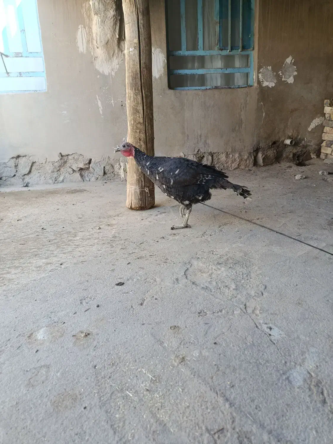 بوقلمون|حیوانات مزرعه|نورآباد, |دیوار