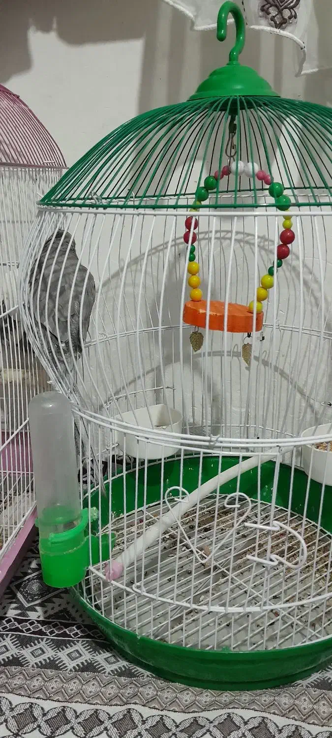 عروس هلندی|پرنده|اسالم, |دیوار