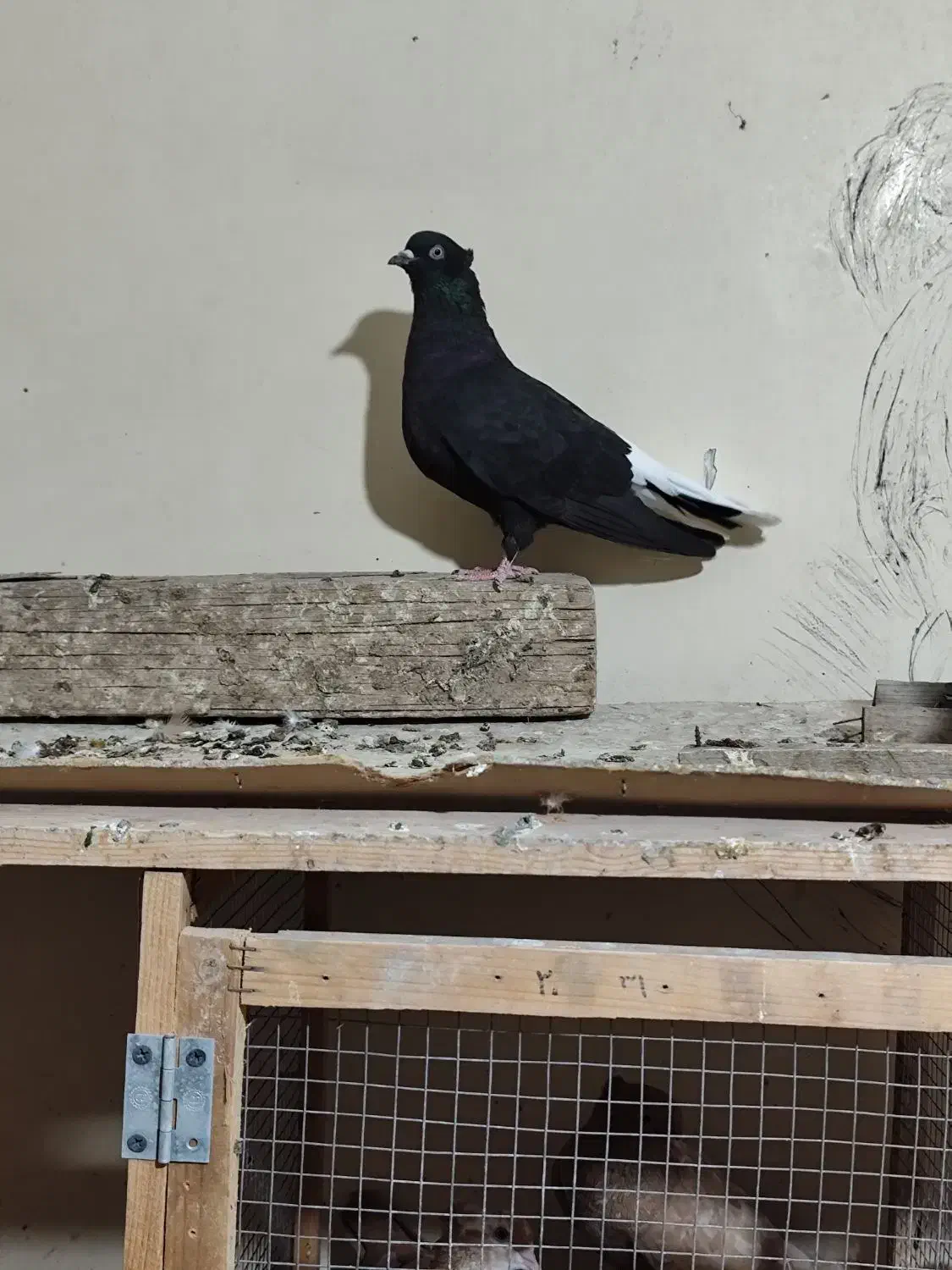 نرماده دمپاک|پرنده|شوشتر, |دیوار