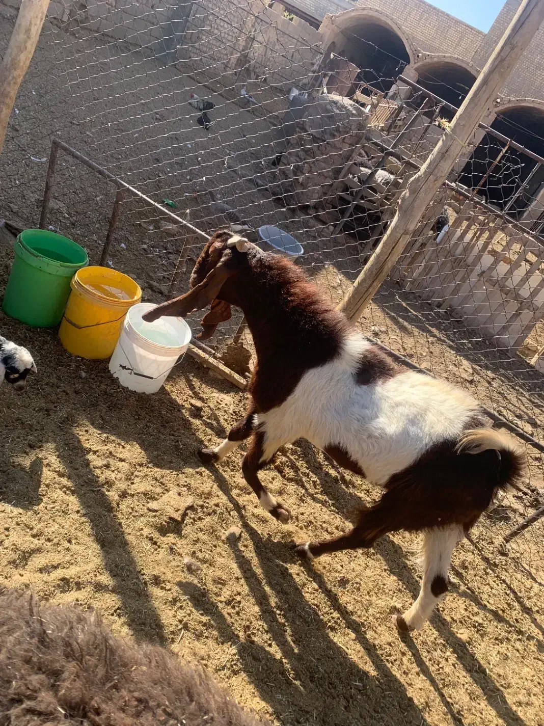 گوسفند زنده موجود است|حیوانات مزرعه|قنوات, |دیوار