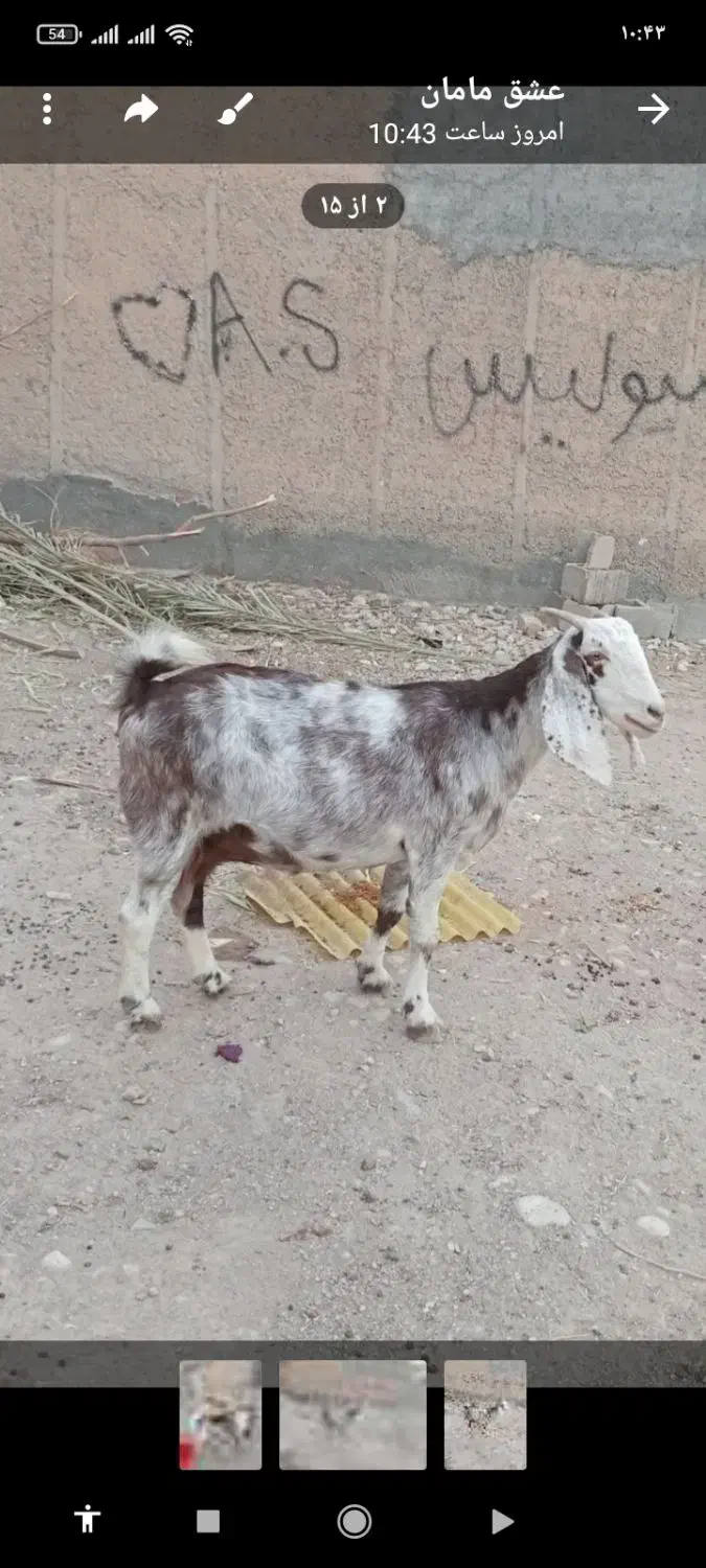 بز آبستن|حیوانات مزرعه|مهران (ایلام), |دیوار