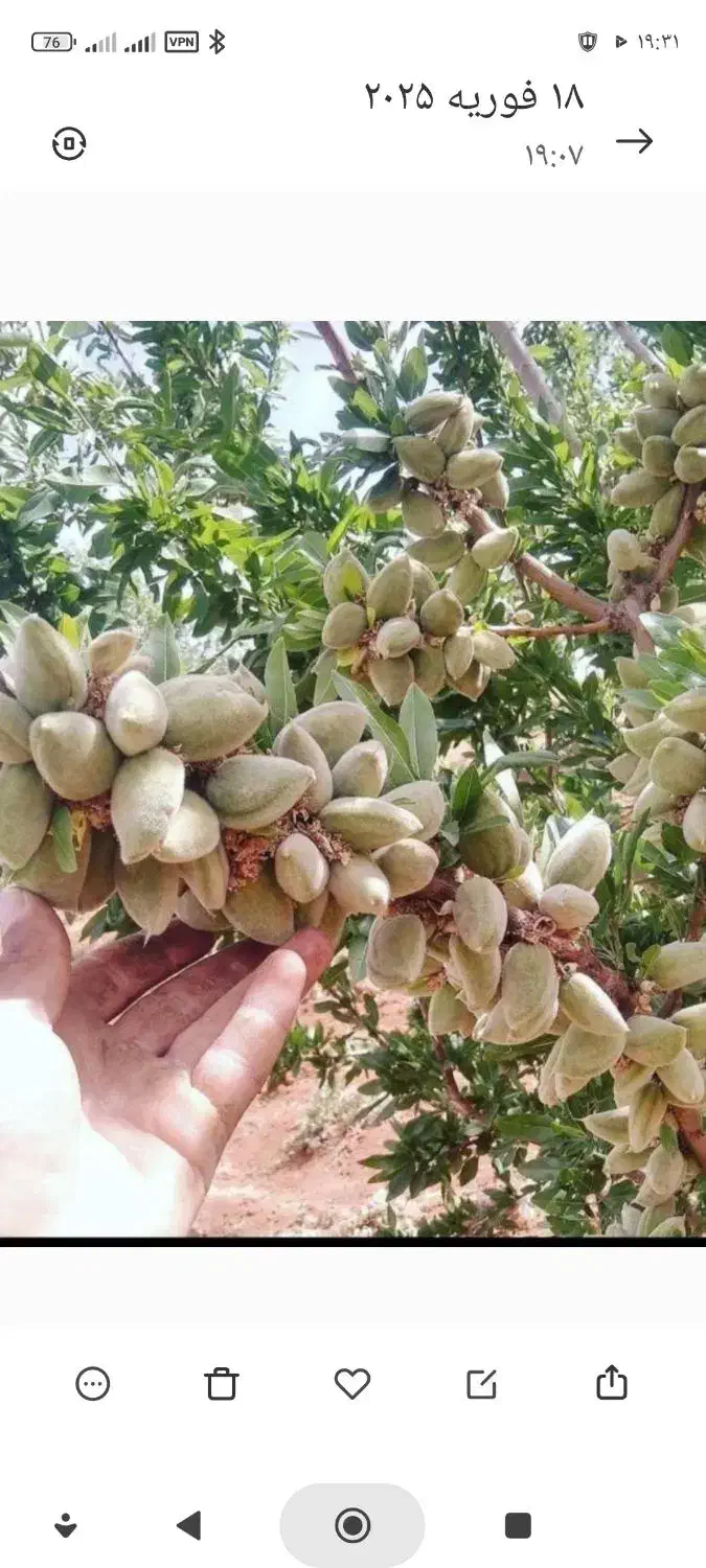 فروش انواع نهالهای اصلاح شده پیوندی|خدمات باغبانی و درختکاری|خسروشاه, |دیوار