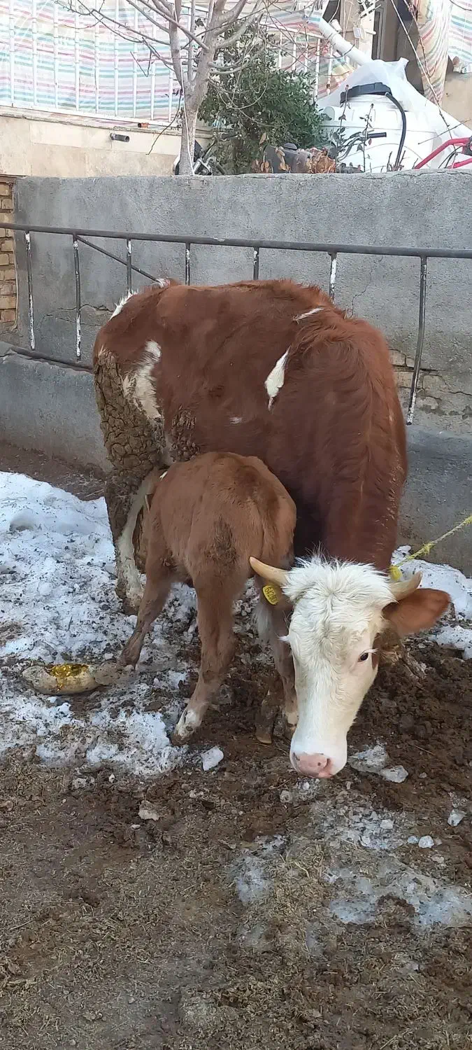 گاوسیمنتال|حیوانات مزرعه|آوج, |دیوار