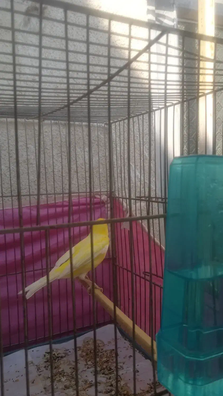 قناری نر روسی|پرنده|بندرعباس, |دیوار