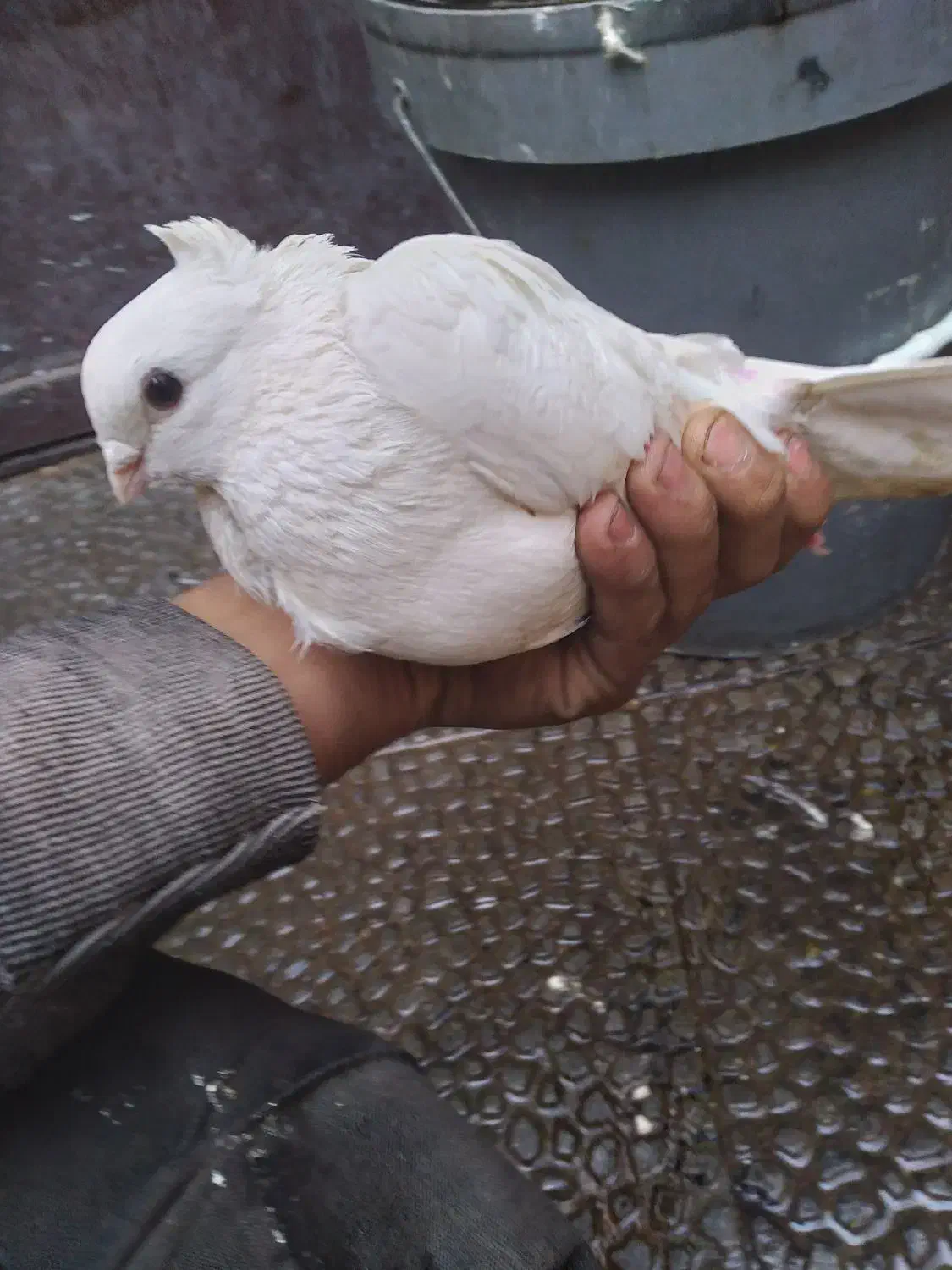 کفتر بلژیکی نر سفید، سالم و جوان|پرنده|رباط‌کریم, نصیرشهر|دیوار