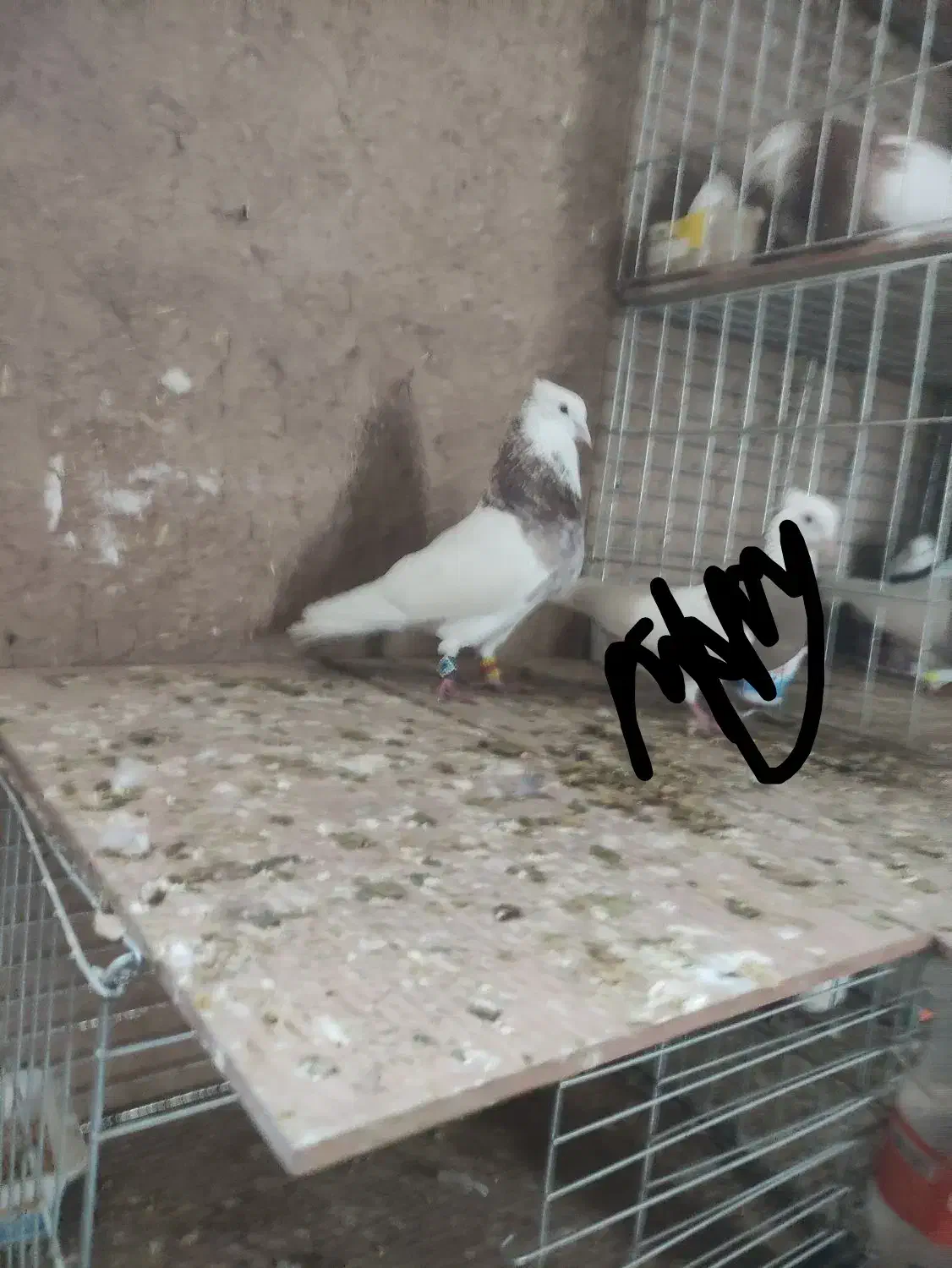 کفتر طوقی نر هفترنگ|پرنده|اصفهان, محمودیه|دیوار